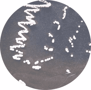 Y2HGold Yeast Strains